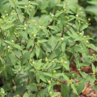 Blainvillea acmella (L.) Philipson